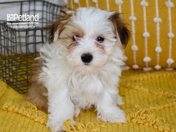 Morkie-DOG-Male-Tan & White-5041-Petland Lee's Summit, MO