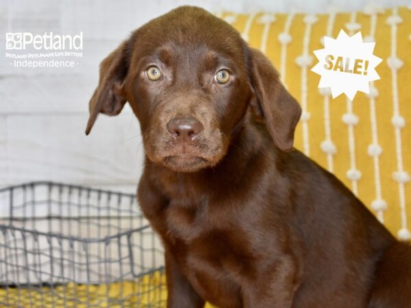Labrador Retriever-DOG-Female-Chocolate-4932-Petland Lee's Summit, MO