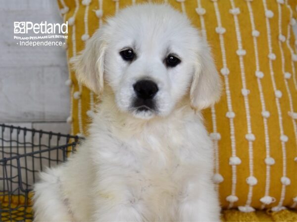 Golden Retriever-DOG-Female-Light Golden-5044-Petland Lee's Summit, MO