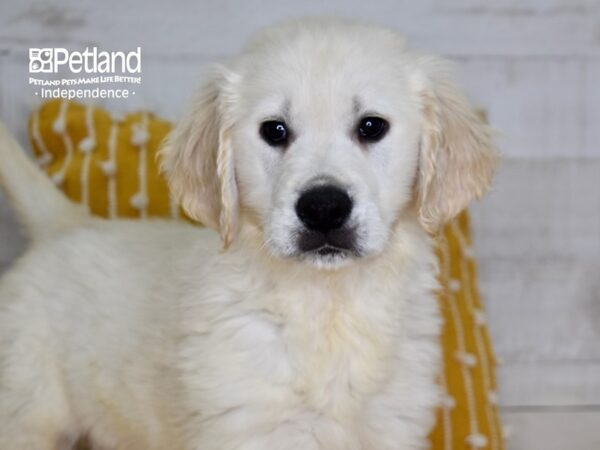Golden Retriever-DOG-Male-Light Golden-5045-Petland Lee's Summit, MO
