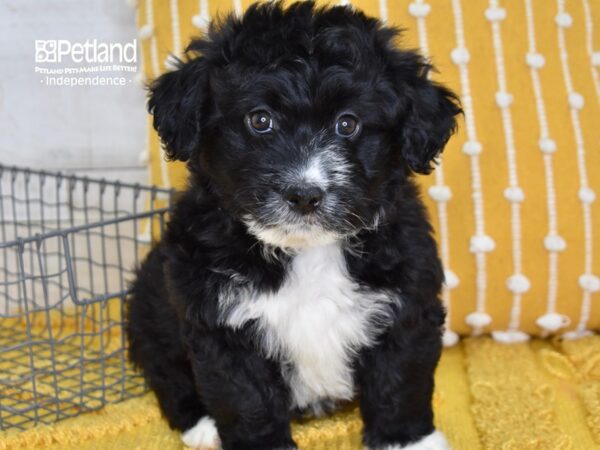 Miniature Aussiedoodle-DOG-Male-Black & White-5046-Petland Lee's Summit, MO