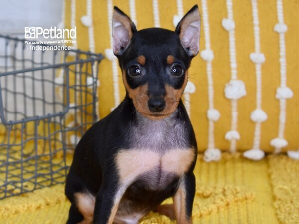 Miniature Pinscher-DOG-Male-Black & Rust-5048-Petland Lee's Summit, MO