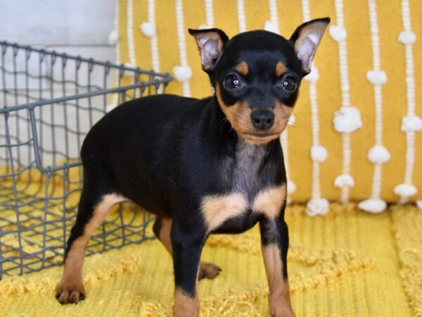 Miniature Pinscher-DOG-Female-Black & Rust-5049-Petland Lee's Summit, MO