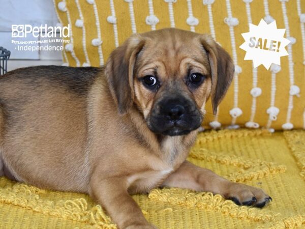 Puggle-DOG-Female-Tan-4996-Petland Lee's Summit, MO