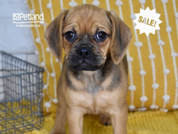 Puggle-DOG-Female-Tan-4995-Petland Lee's Summit, MO