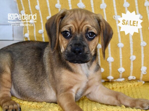Puggle-DOG-Male-Tan-4994-Petland Lee's Summit, MO