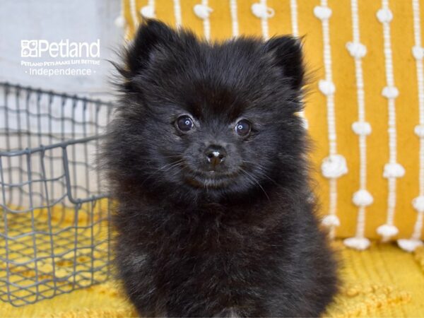 Pomeranian-DOG-Female-Black-5050-Petland Lee's Summit, MO