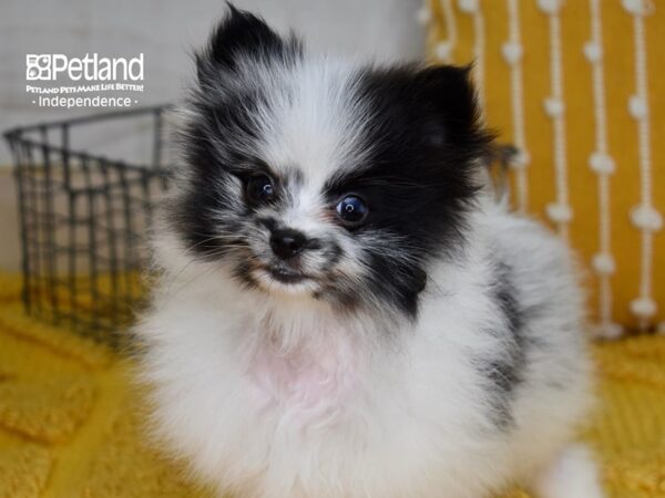Pomeranian-DOG-Male-Black Parti Merle-5051-Petland Lee's Summit, MO