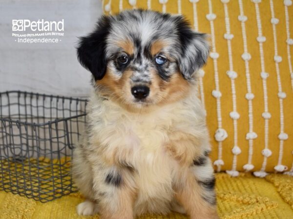 Miniature Australian Shepherd-DOG-Female-Blue Merle-5052-Petland Lee's Summit, MO