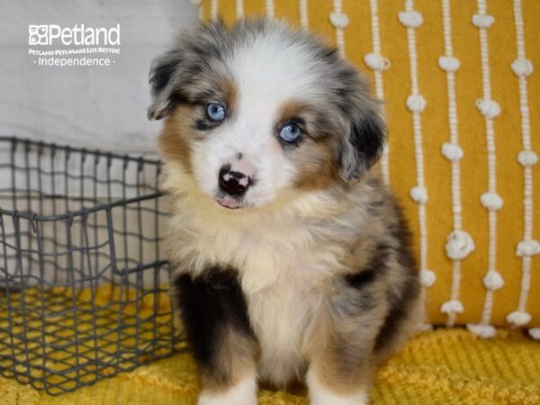 Miniature Australian Shepherd-DOG-Male-Blue Merle-5053-Petland Lee's Summit, MO