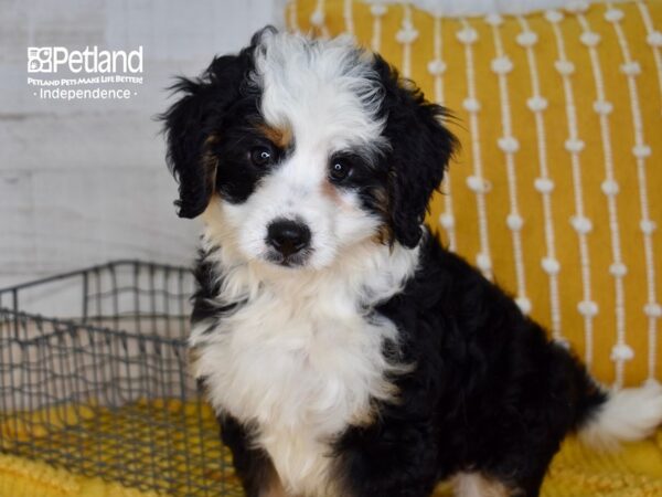 Miniature Bernadoodle-DOG-Male-Tri-5054-Petland Lee's Summit, MO