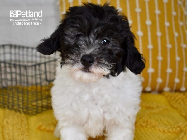 Miniature Goldendoodle 2nd Gen-DOG-Male-Black & White-5034-Petland Lee's Summit, MO