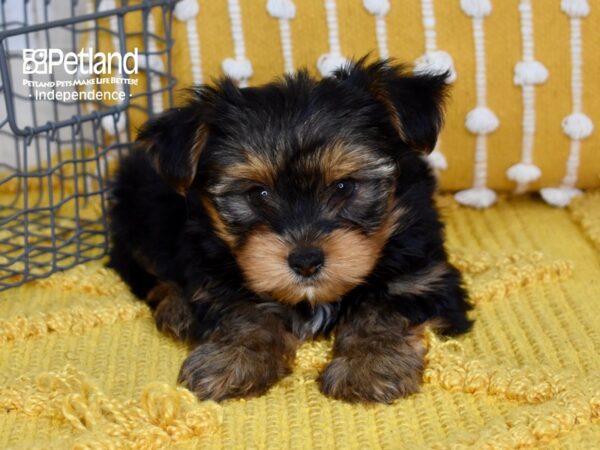 Yorkshire Terrier-DOG-Male-Black & Tan-5056-Petland Lee's Summit, MO
