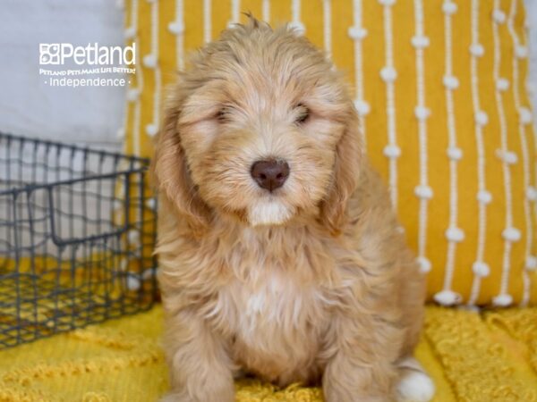 Miniature Goldendoodle 2nd Gen-DOG-Male-Apricot-5061-Petland Lee's Summit, MO
