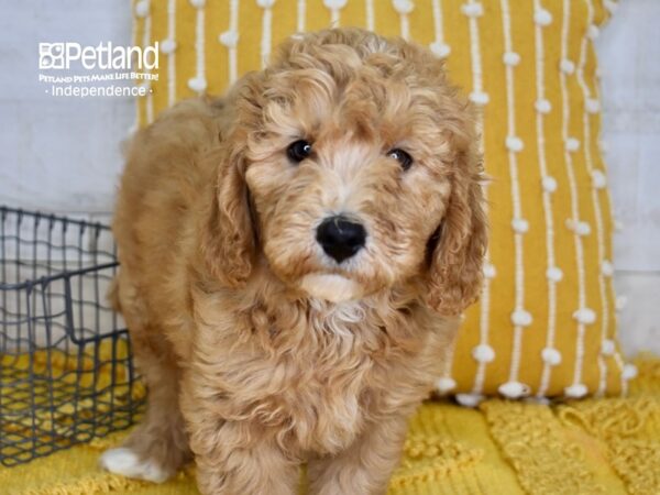 Miniature Goldendoodle 2nd Gen-DOG-Male-Apricot-5059-Petland Lee's Summit, MO