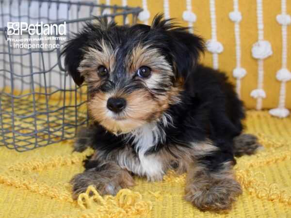 Yorkshire Terrier-DOG-Male-Black & Tan-5057-Petland Lee's Summit, MO