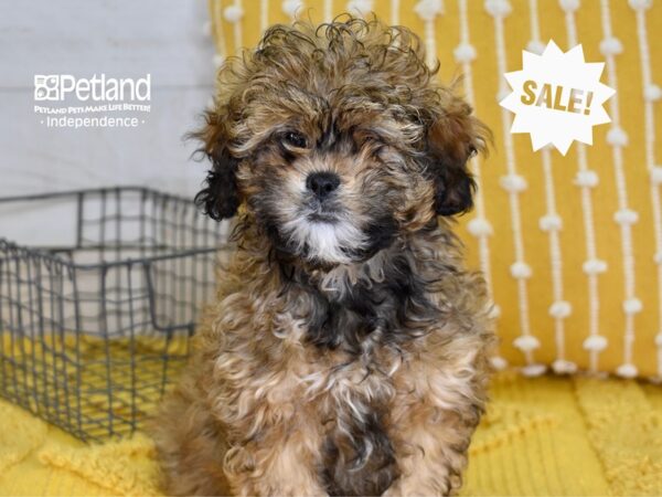 Shih Poo-DOG-Male-Sable-4894-Petland Lee's Summit, MO