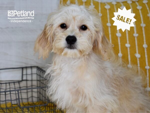 Cavachon-DOG-Female-Buff & White-4937-Petland Lee's Summit, MO