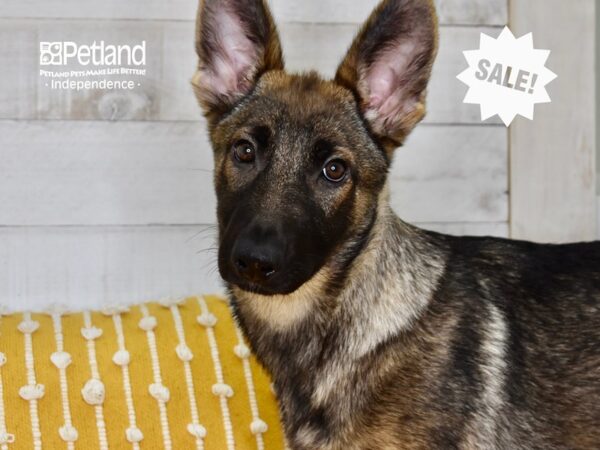 German Shepherd-DOG-Female-Sable-5058-Petland Lee's Summit, MO