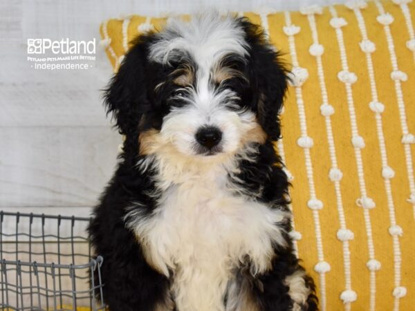 Miniature Bernadoodle-DOG-Female-Tri-5055-Petland Lee's Summit, MO