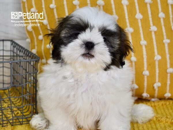 Shih Tzu-DOG-Male-Brindle & White-5062-Petland Lee's Summit, MO