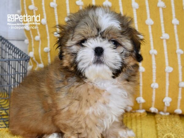 Shih Tzu-DOG-Male-Sable-5063-Petland Lee's Summit, MO