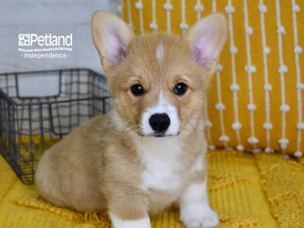 Pembroke Welsh Corgi-DOG-Male-Sable-5065-Petland Lee's Summit, MO