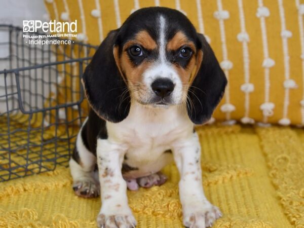Beagle-DOG-Male-Tri-5077-Petland Lee's Summit, MO