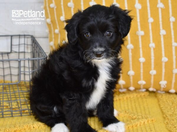 Miniature Aussiedoodle-DOG-Male--5070-Petland Lee's Summit, MO