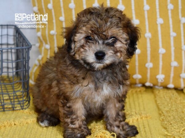 Morkie-Poo-DOG-Female-Sable-5068-Petland Lee's Summit, MO