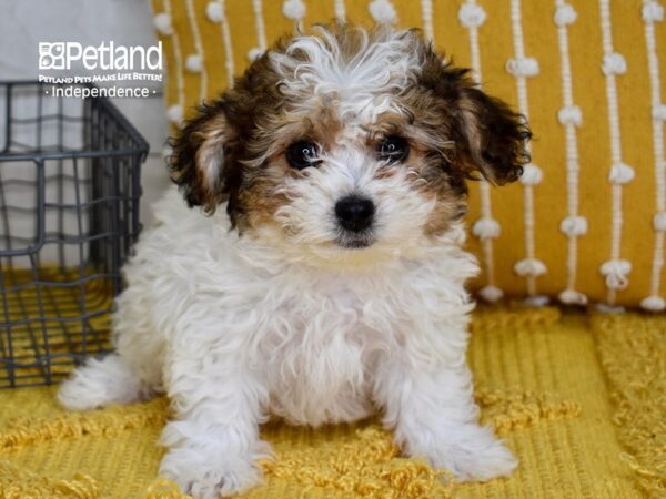 Morkie-Poo-DOG-Female-Brown & White-5069-Petland Lee's Summit, MO