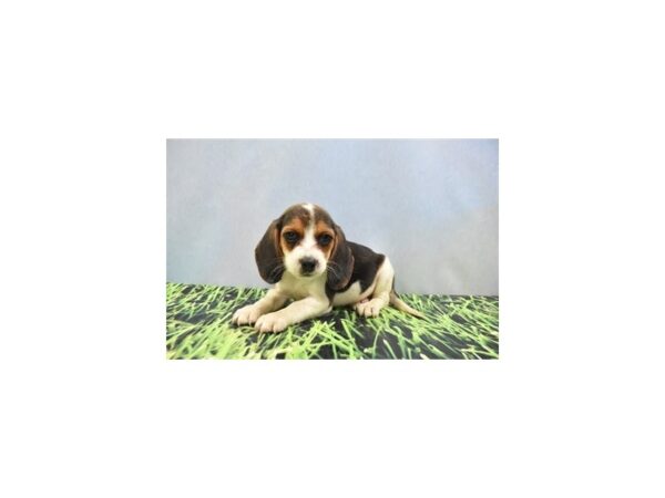 Beagle-DOG-Male-Tri-5077-Petland Lee's Summit, MO