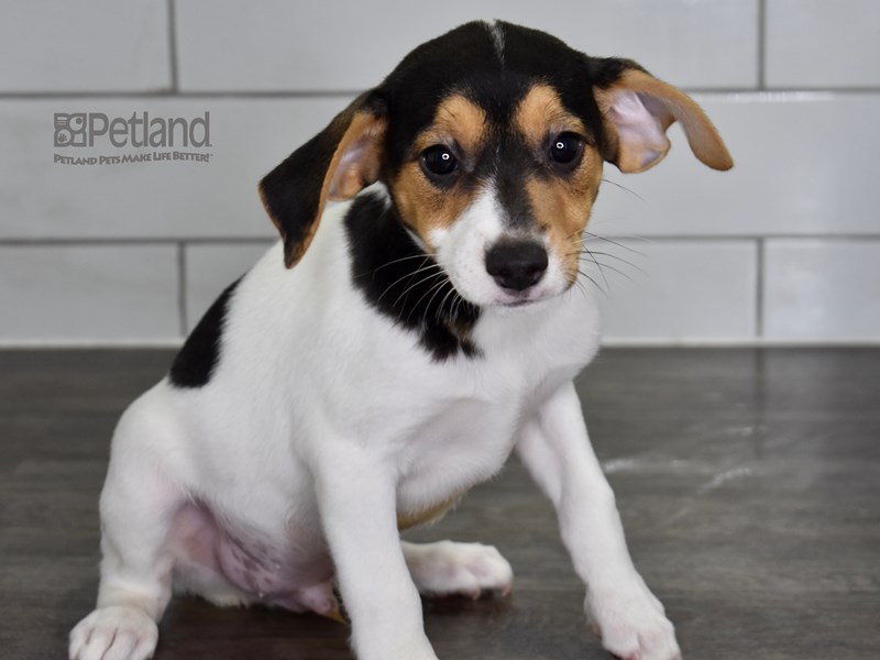 Jack Russell Terrier-DOG-Male-Tan & White-3684065-Petland Lee's Summit, Missouri