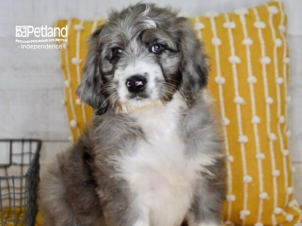 Bernadoodle-DOG-Female-Merle-5081-Petland Lee's Summit, MO