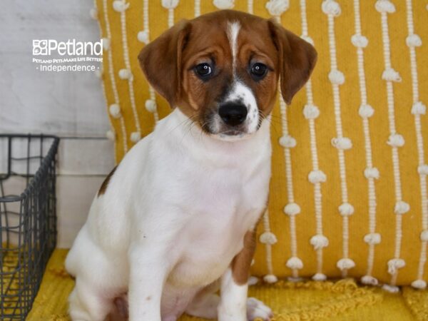 Jack Russell Terrier-DOG-Male-Tan & White-5078-Petland Lee's Summit, MO