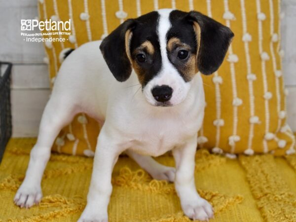 Jack Russell Terrier-DOG-Male-Tan & White-5079-Petland Lee's Summit, MO