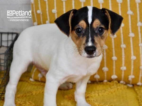 Jack Russell Terrier-DOG-Male-Black, Tan, & White-5080-Petland Lee's Summit, MO