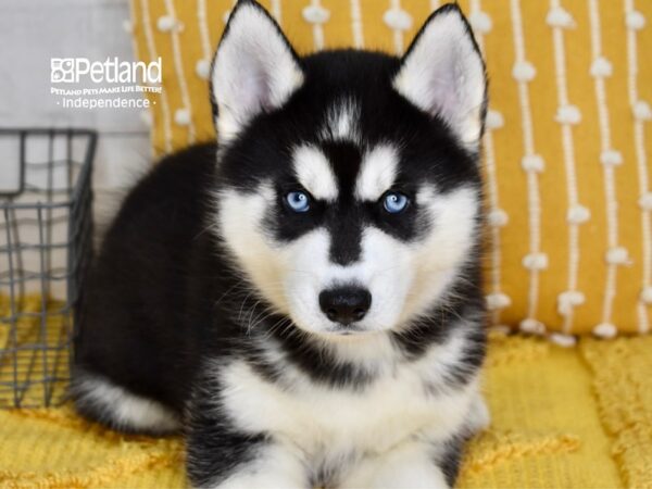 Siberian Husky-DOG-Male-Black & White-5082-Petland Lee's Summit, MO