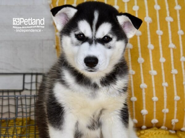 Siberian Husky-DOG-Male-Black & White-5083-Petland Lee's Summit, MO
