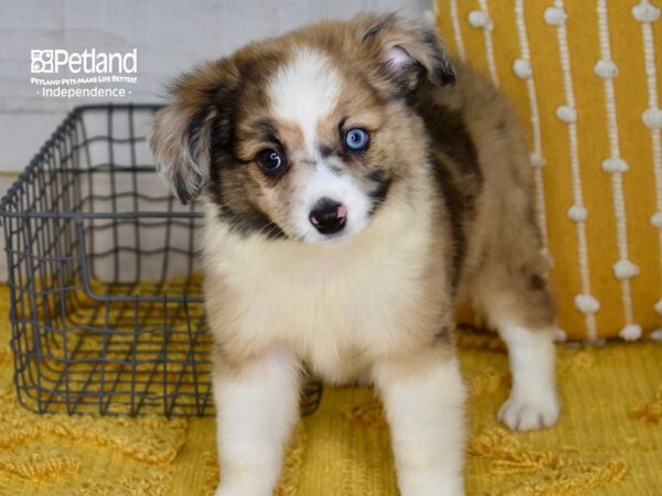 Toy Australian Shepherd-DOG-Male-Red Merle-5086-Petland Lee's Summit, MO