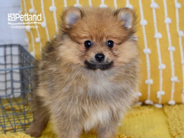 Pomeranian-DOG-Female-Sable-5084-Petland Lee's Summit, MO