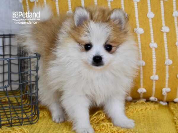 Pomeranian-DOG-Female-Sable & White Parti-5085-Petland Lee's Summit, MO