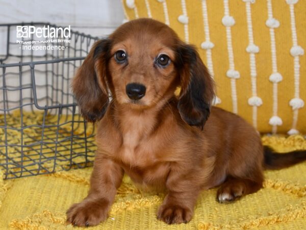 Dachshund-DOG-Female-Red-5089-Petland Lee's Summit, MO