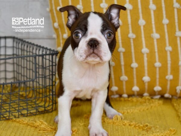 Boston Terrier-DOG-Female-Seal & White-5088-Petland Lee's Summit, MO
