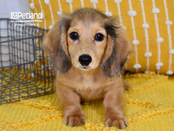 Dachshund-DOG-Male-Sable, Long-haired-5087-Petland Lee's Summit, MO