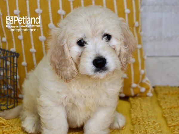 Miniature Goldendoodle-Dog-Male-Light Golden-5093-Petland Lee's Summit, MO
