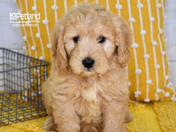 Miniature Goldendoodle-DOG-Female-Light Golden-5094-Petland Lee's Summit, MO