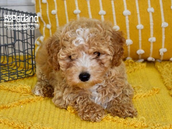 Poodle-Dog-Female-Red-5090-Petland Lee's Summit, MO