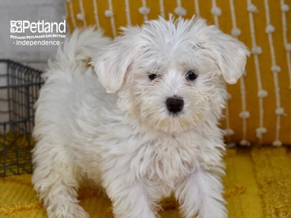 Morkie-DOG-Female-White-5092-Petland Lee's Summit, MO