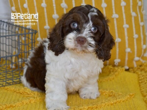 Cockapoo-Dog-Male-Chocolate & White-5097-Petland Lee's Summit, MO